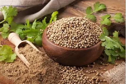 فروش عمده تخم گشنیز + ادویه و گیاه دارویی صادراتی